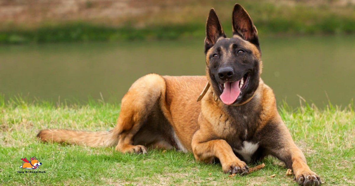 Belgian Malinois