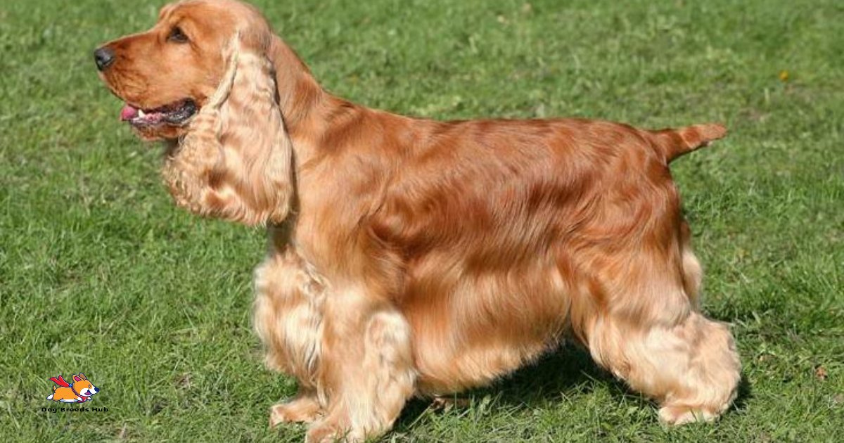 Cocker Spaniels