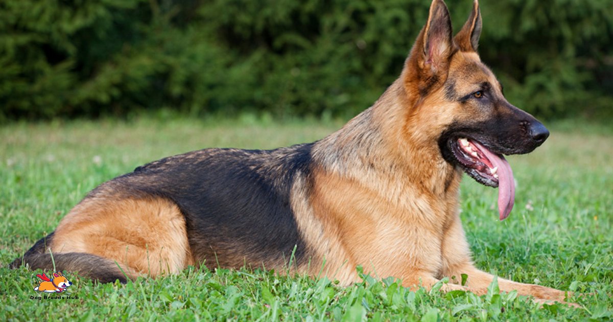 German Shepherd 