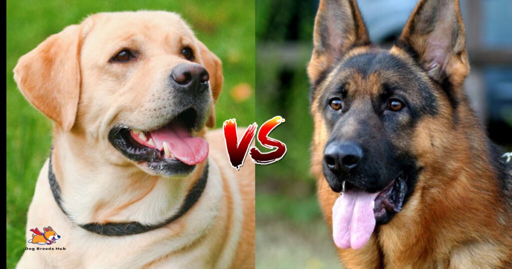 Labrador Retriever vs German Shepherd