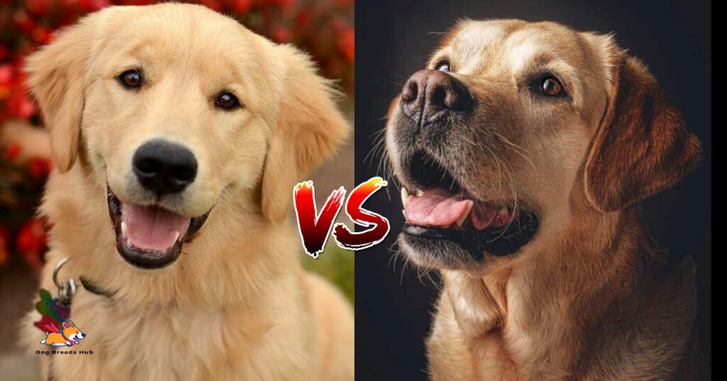 Labrador vs Golden Retriever Comparison