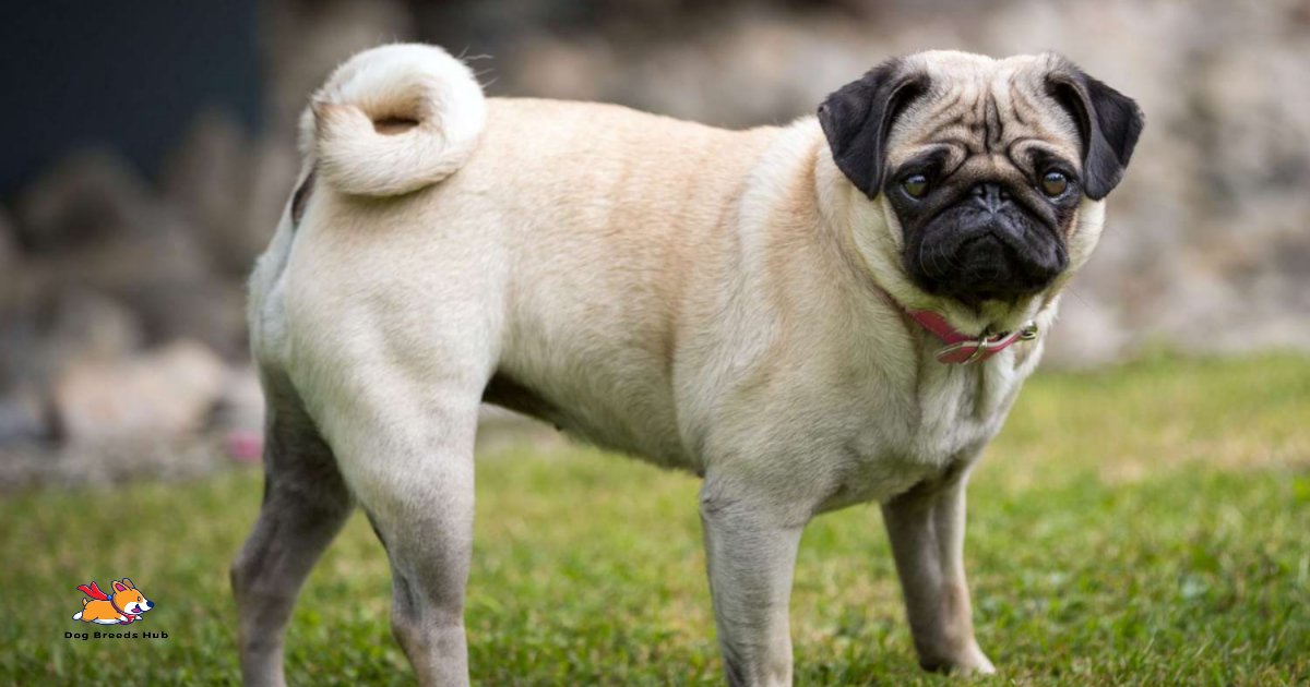 Pugs