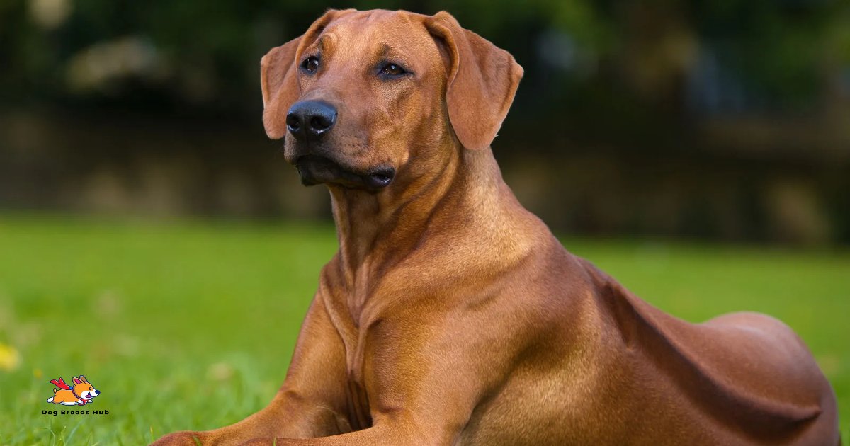 Rhodesian Ridgeback