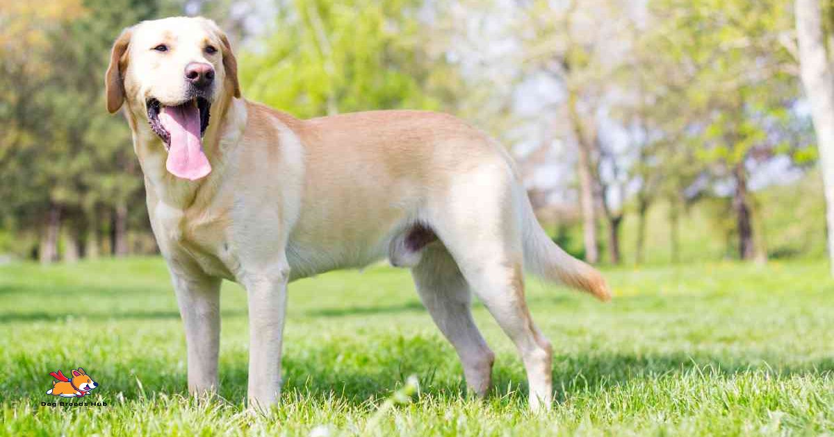 labrador retriever 