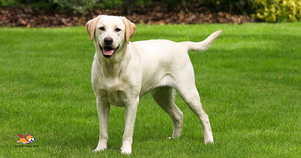 labrador retriever