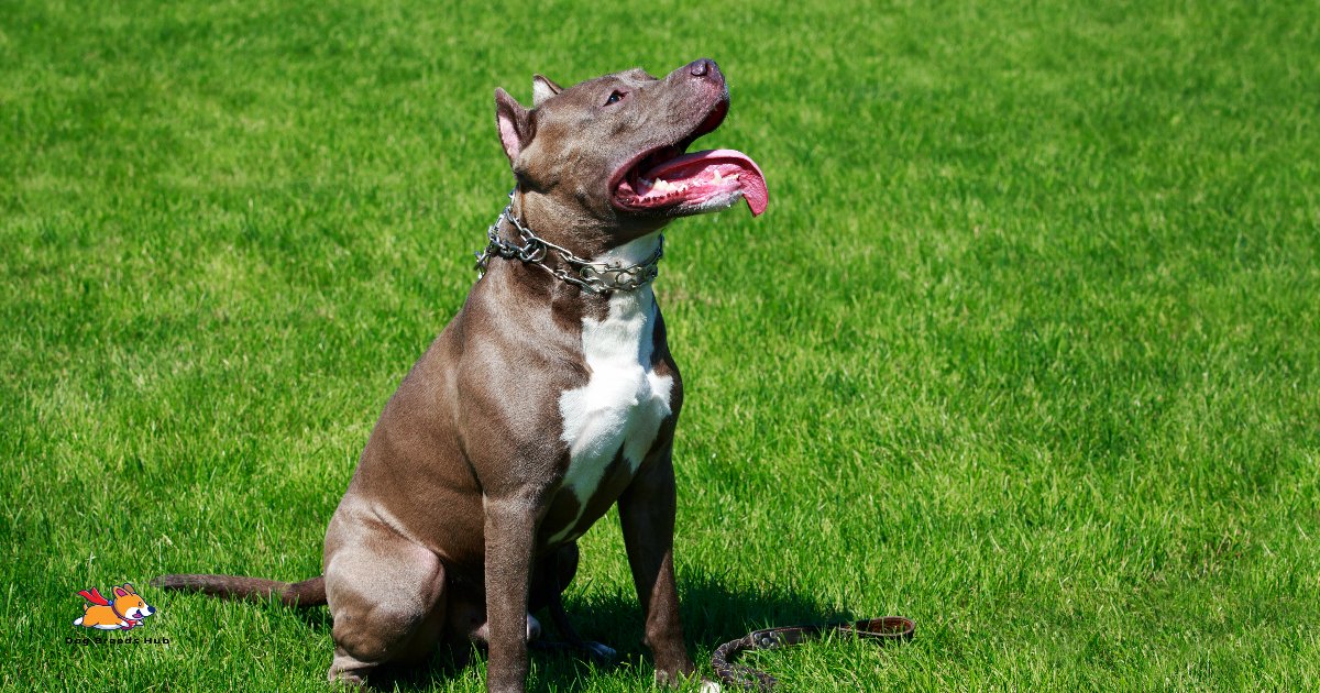 pitbull dog 