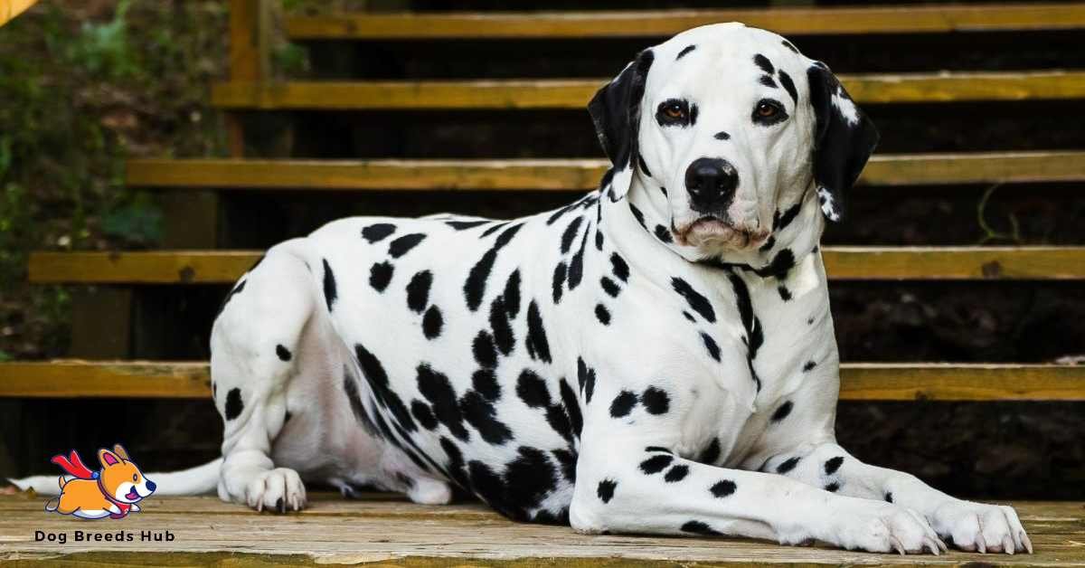 Dalmatian