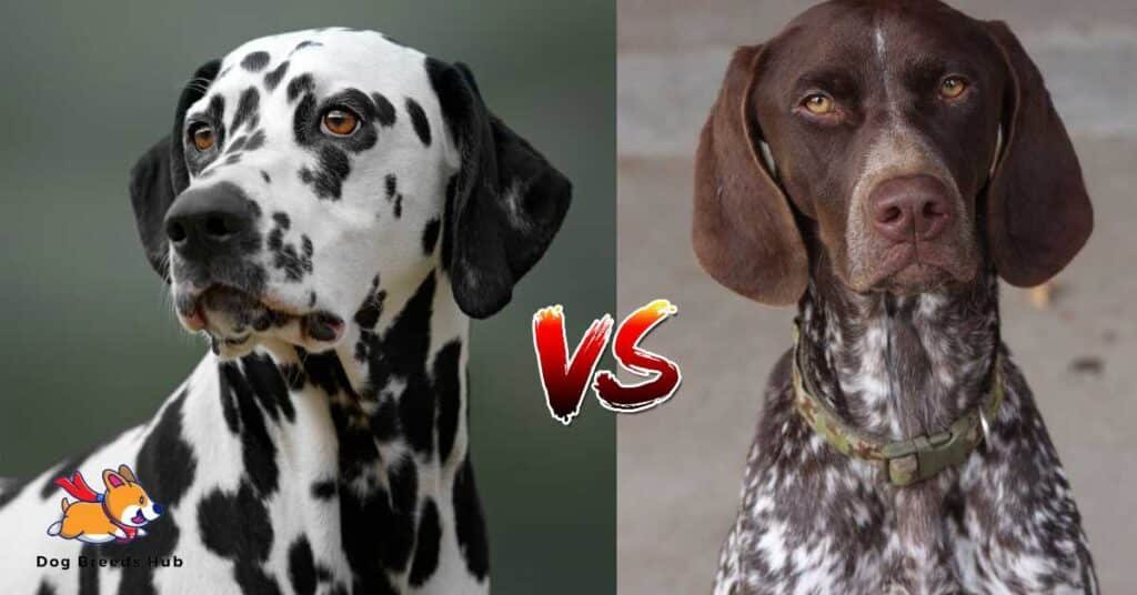 Dalmatian vs Pointer comparison