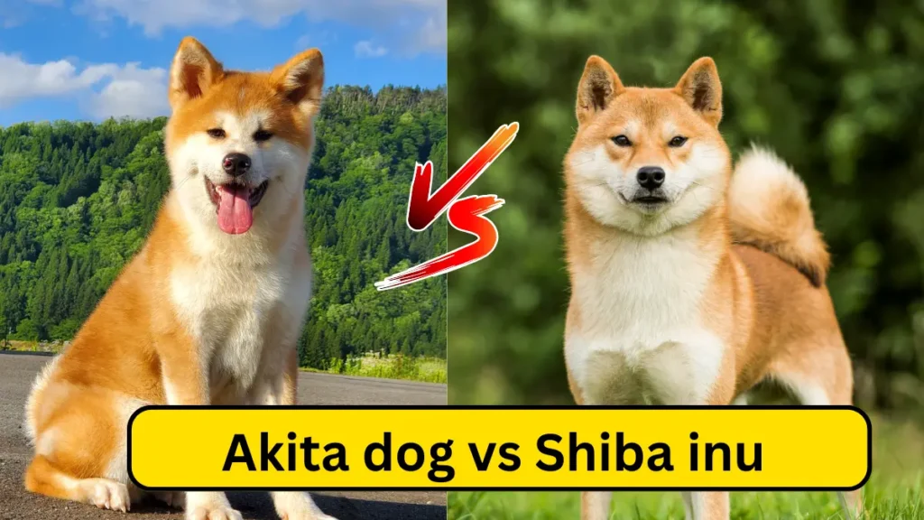 Akita Dog vs Shiba Inu