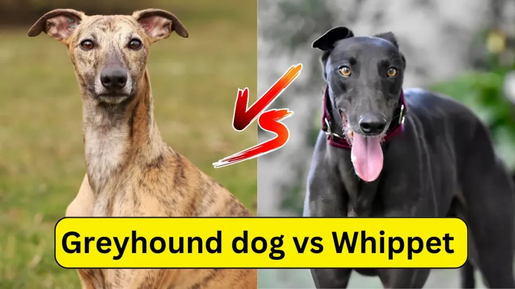 Greyhound Dog vs Whippet Comparison