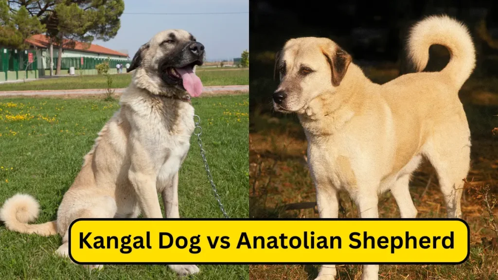 Kangal Dog vs Anatolian Shepherd Comparison