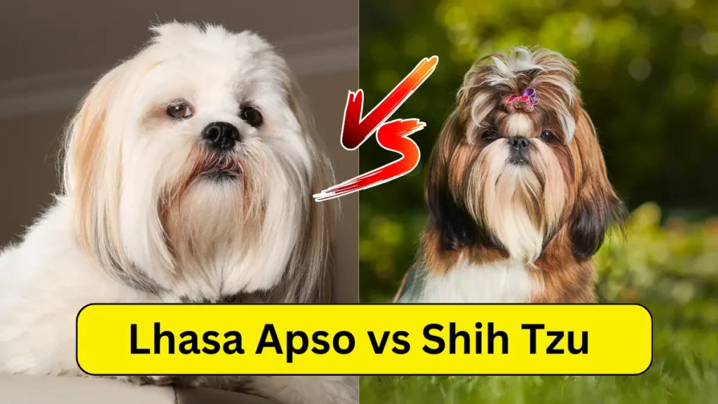 Lhasa Apso vs Shih Tzu Dogs Comparison