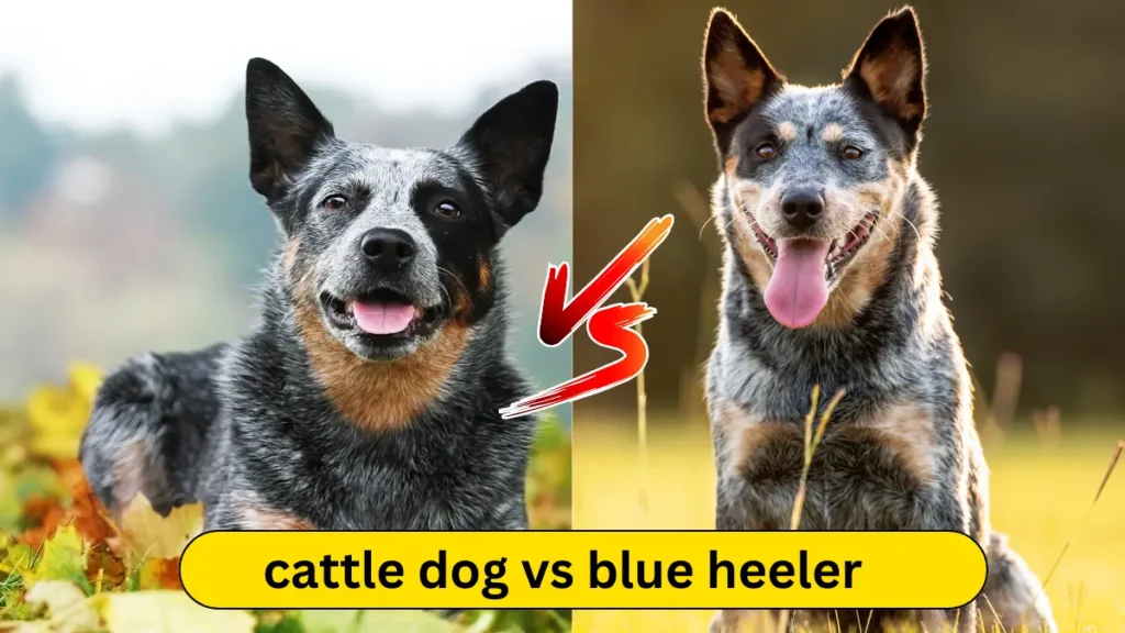 Cattle Dog vs Blue Heeler