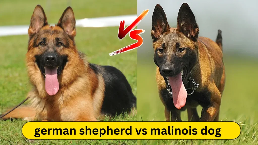 Malinois Dog vs German Shepherd Comparison: Which Is the Best for You?