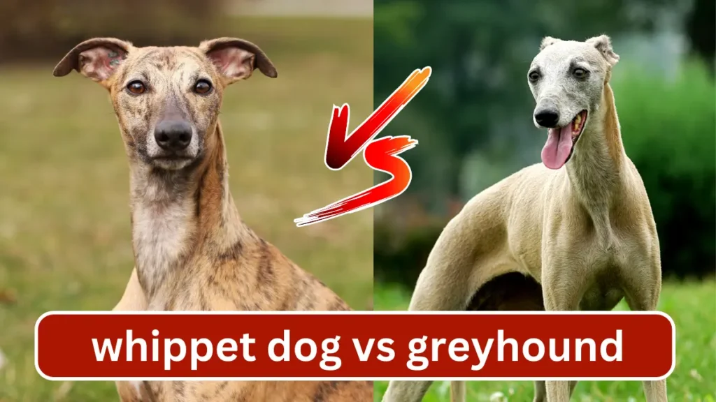 Whippet Dog vs Greyhound